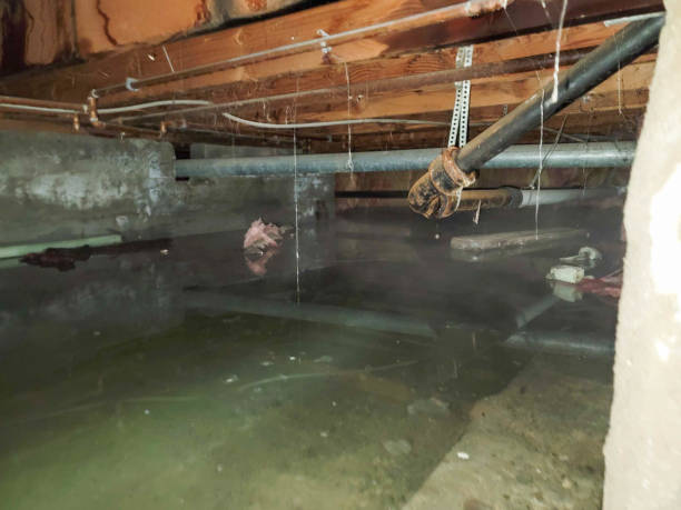 Best Water damage restoration experts  in Rome, IL